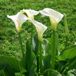 calla lily