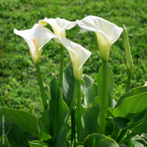 Photo: calla lily calla lily