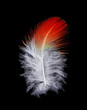 feather on black background