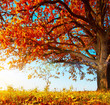 Oak