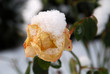 Photo: Rose im Winter Rose im Winter