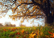 Oak
