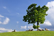 Cows in field with tree