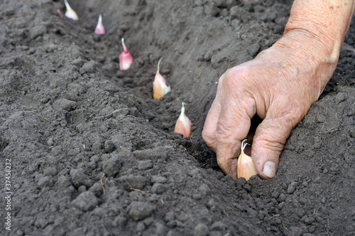 Photo: planting the garlic planting the garlic