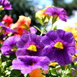 Balkonblumen