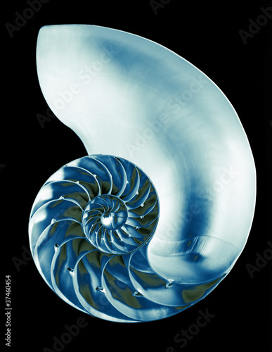 Foto: chambered nautilus shell, isolated chambered nautilus shell, isolated
