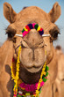 Decorated camel closeup portrait