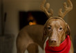 Beautiful female Vizsla dog dressed as a Christmas reindeer. Beautiful female Vizsla dog dressed as a Christmas reindeer.