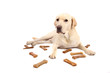 labrador