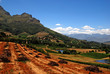 landscape with vineyard(South Africa)