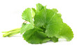 Medicinal thankuni leaves of indian subcontinent Medicinal thankuni leaves of indian subcontinent