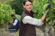 grape-pickers
