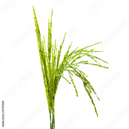 Photo: ear of rice ear of rice