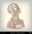Engraving vintage vascular system. Engraving vintage vascular system.