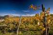 Motovun and vineyard