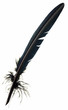 plume plume