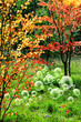 woodland bubbles