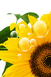 sunflower bubbles