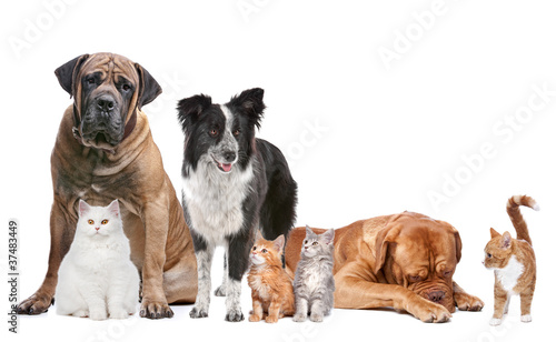 Photo: Group of Cats and Dogs Group of Cats and Dogs