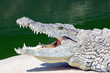 Photo: Lying crocodile Lying crocodile