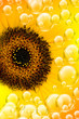 sun flower bubbles
