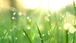 Blurred grass background with water drops.