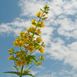 Gold-Felberich