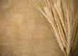 ears spike of wheat on wood ears spike of wheat on wood