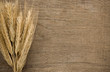 ears spike of wheat on wood texture ears spike of wheat on wood texture