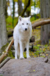 White wolf in forest