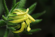 bouton de fleur