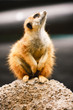 Meerkat Looking Around