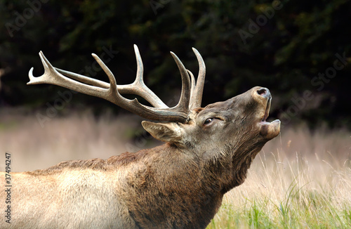 Photo: Red deer Red deer