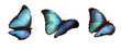 3 blue morphos
