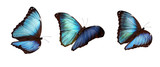 3 blue morphos