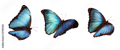 Photo: 3 blue morphos 3 blue morphos