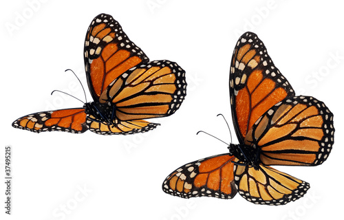 Photo: Monarch butterflies Monarch butterflies