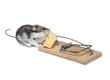 a baby mouse in a mousetrap a baby mouse in a mousetrap