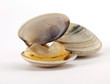 vongole veraci