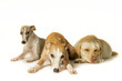 Drei gelangweilte Hunde