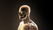 Medical animation. Brain neural activity.