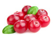 Heap of fresh cranberry