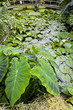 Botanical Garden Na Slupi, Prague, Czech Republic