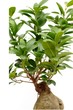 ficus ginseng