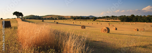 Photo: Hay bales and tree Hay bales and tree