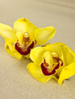 Spa orchid.