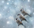 Sparrows Birds In The Winter T...