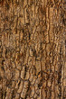 tree patten