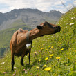 Chèvre sur fond de montagnes