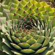 agave